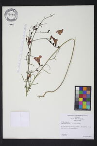 Agalinis purpurea image