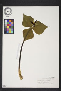 Trillium erectum image