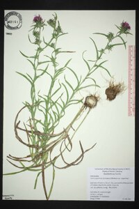 Liatris squarrosa image