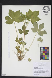 Ranunculus allegheniensis image