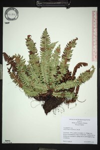 Polystichum lonchitis image