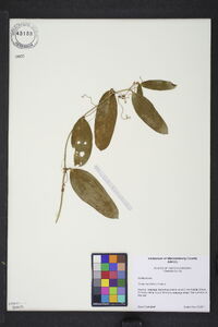 Smilax laurifolia image