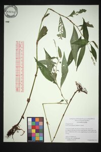 Persicaria setacea image