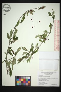 Ilex longipes image