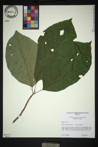 Magnolia acuminata image