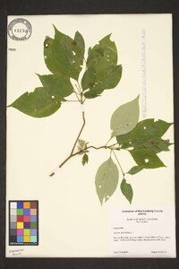 Swida alternifolia image