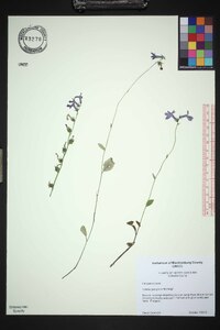 Lobelia georgiana image