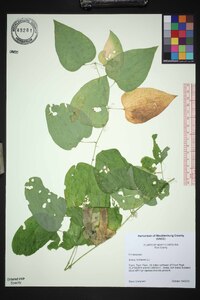 Smilax herbacea image