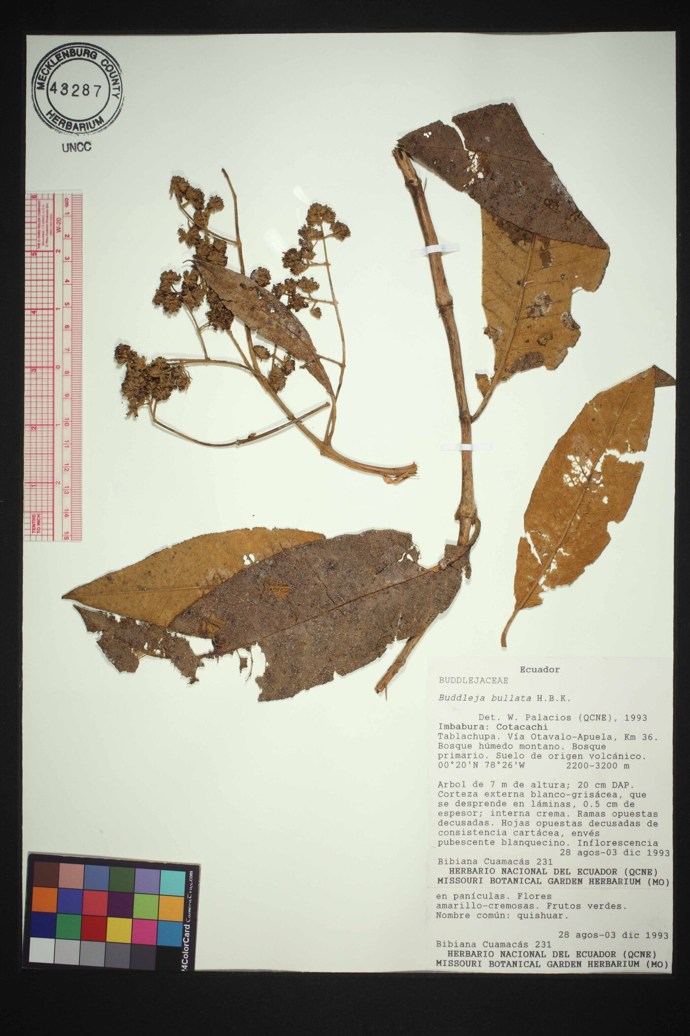 Buddleja bullata image