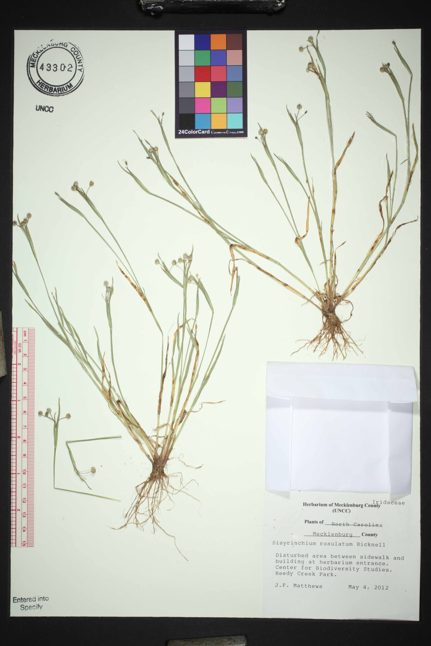 Sisyrinchium micranthum image