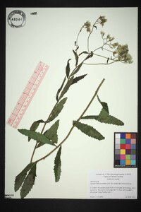 Eupatorium album image