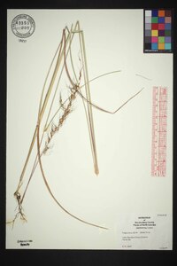 Sorghastrum elliottii image