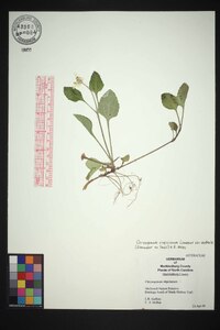 Chrysogonum repens image