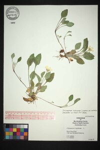 Chrysogonum repens image