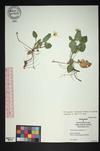 Chrysogonum repens image