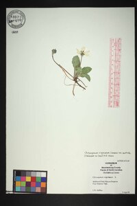 Chrysogonum repens image