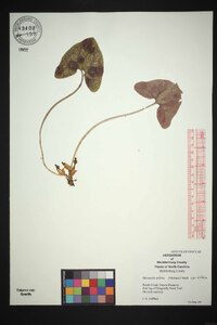 Hexastylis arifolia image