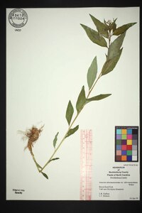 Amsonia salicifolia image