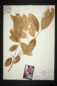 Oxydendrum arboreum image