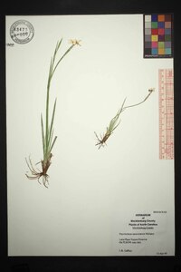 Sisyrinchium mucronatum image