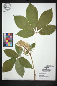 Aesculus sylvatica image