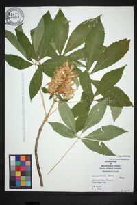 Aesculus sylvatica image