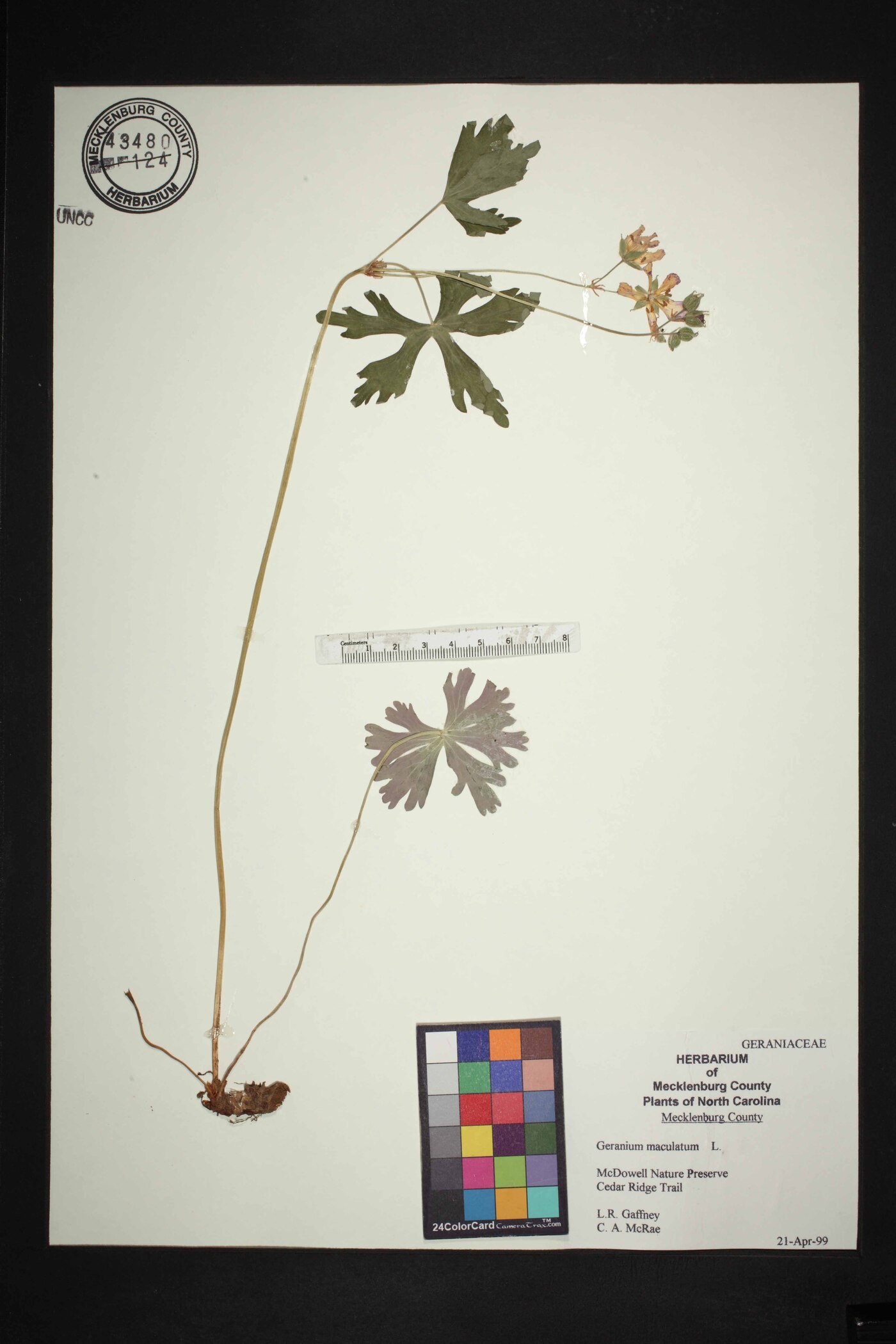 Geranium macrorrhizum image