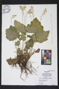 Tiarella cordifolia image