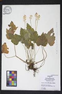 Tiarella cordifolia image
