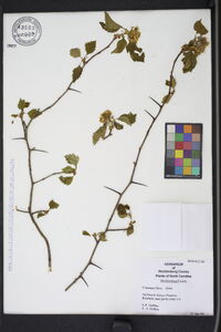 Crataegus flava image