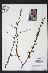 Prunus angustifolia image