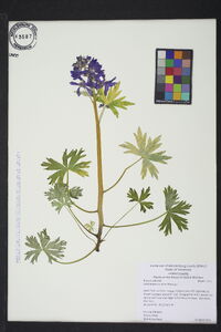 Delphinium tricorne image