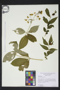 Lysimachia fraseri image