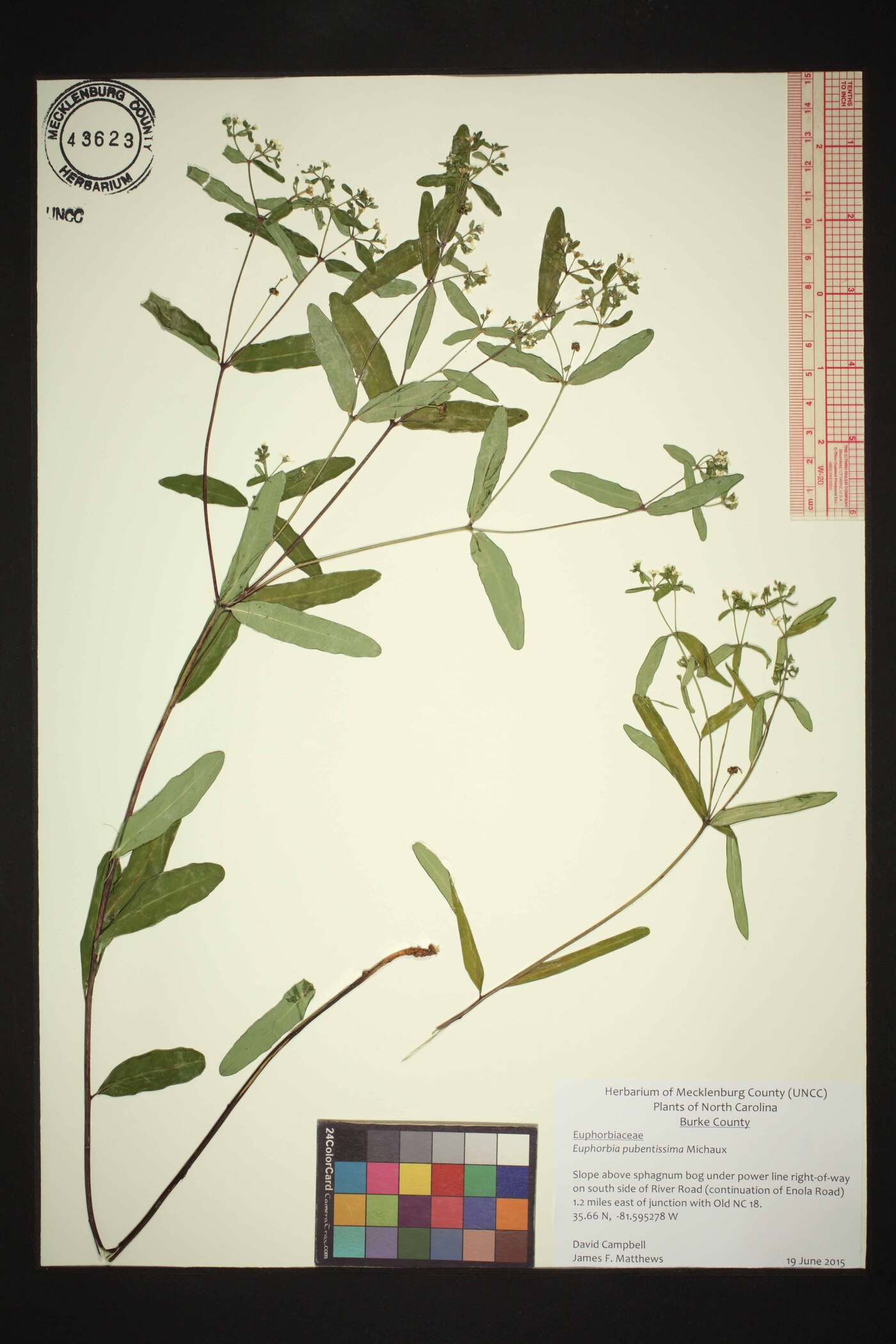 Euphorbia pubentissima image