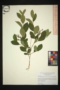 Lyonia ligustrina var. ligustrina image