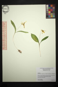 Erythronium umbilicatum image