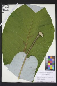 Magnolia macrophylla image