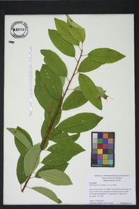 Prunus serotina var. serotina image