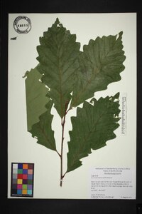 Quercus montana image