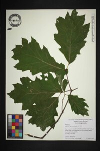 Quercus rubra var. rubra image