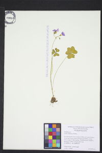 Oxalis violacea image