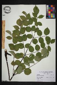 Aralia spinosa image