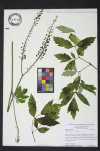 Actaea racemosa image