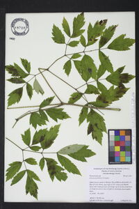 Actaea racemosa image