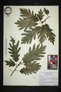 Quercus × saulii image