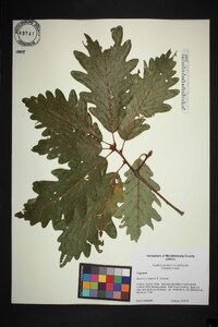 Quercus × saulii image