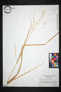 Panicum virgatum var. virgatum image