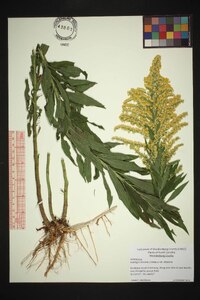 Solidago altissima var. altissima image