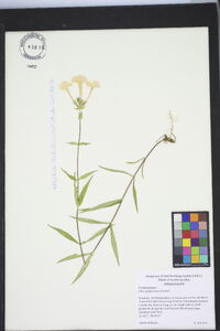 Phlox glaberrima image