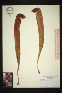 Sarracenia minor image